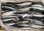 Fresh Healthy Horse Mackerel 90g 100g Frozen Fishing Bait