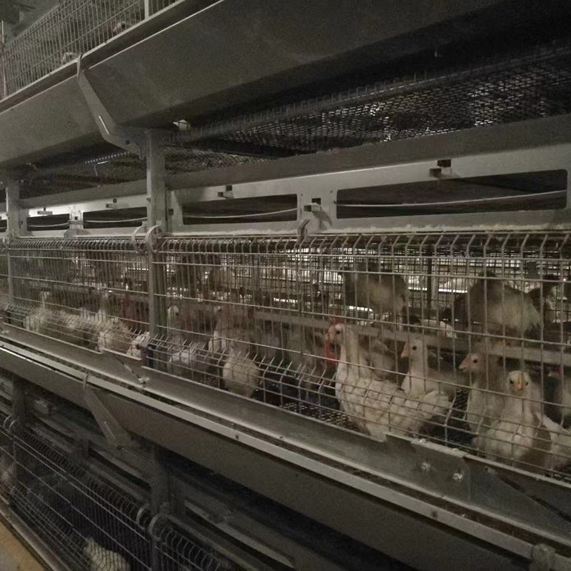 Hi Hope H Type Poultry Cage 6 Tiers 8 Tiers Egg Laying Chicken Cage
