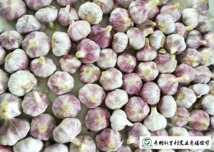 China Healthy Fresh Organic Garlic , Natural Garlic Liliaceous Vegetable Type wholesale
