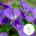 CAS 8024-08-6 Aromatherapy Violet Flower Essential Oil Body Care