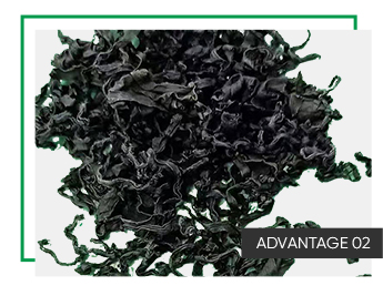 Normal Ingredients Laver Variety Dried Seaweed 1Kg Freeze Dried Wakame 100% Dried Cut