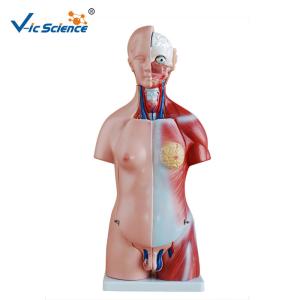 China Lab School Human Torso Muscle Anatomy Model 45cm Unisex Torso 23 Parts wholesale