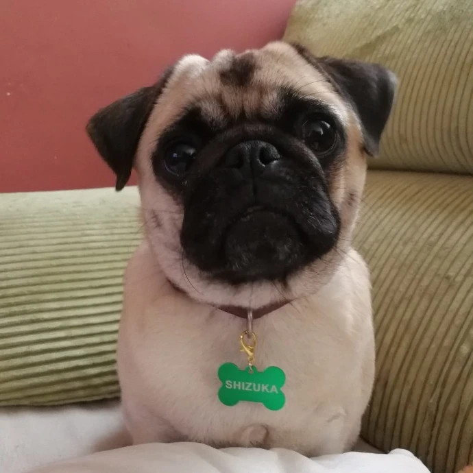 Laser Custom Pet LOGO Dog Tag Custom Identity Card ID Card Dog Card