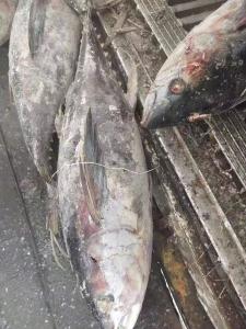 China Tongzhonghe Seafrozen Whole Yellowfin Tuna 20kg up For Canned wholesale
