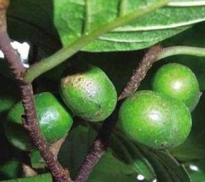 China Pygeum Africanum Extract Total phytosterols7.0%-13% (70:1) wholesale