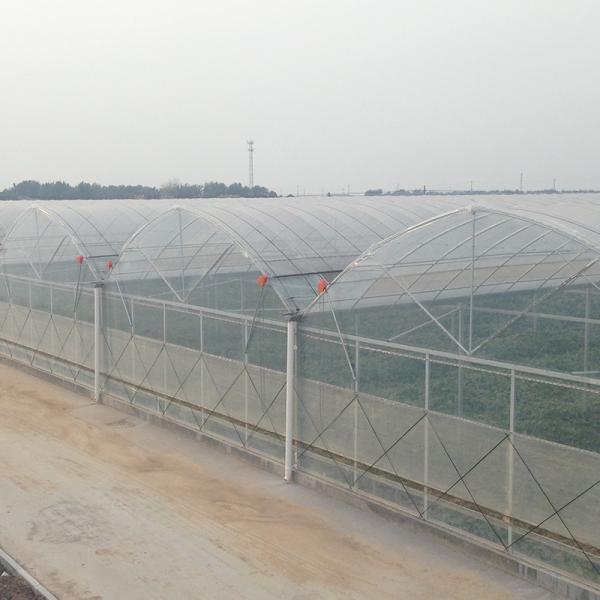 Multi Span Polytene Film Agricultural Greenhouse with Automatic Controlling