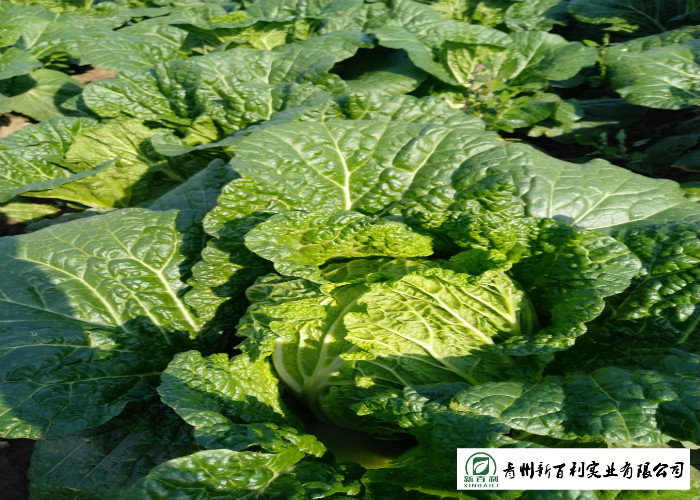 Salad Factory Chinese Cabbage Plant No Pollution Delicious Cold Resistance