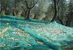 Wholesale Only! Olive Collect Net,Knitted Net, Anti Hail Net, 50-120gr/sqm