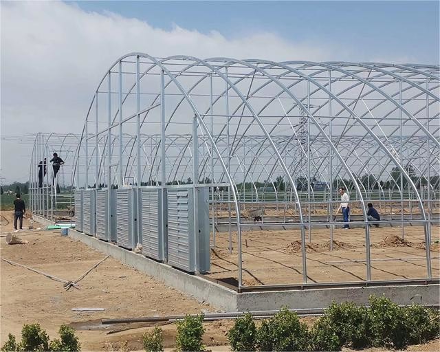 Hot Sale High Tunnel Plastic Single Span Greenhouse Agriculture For Vegetable Farm