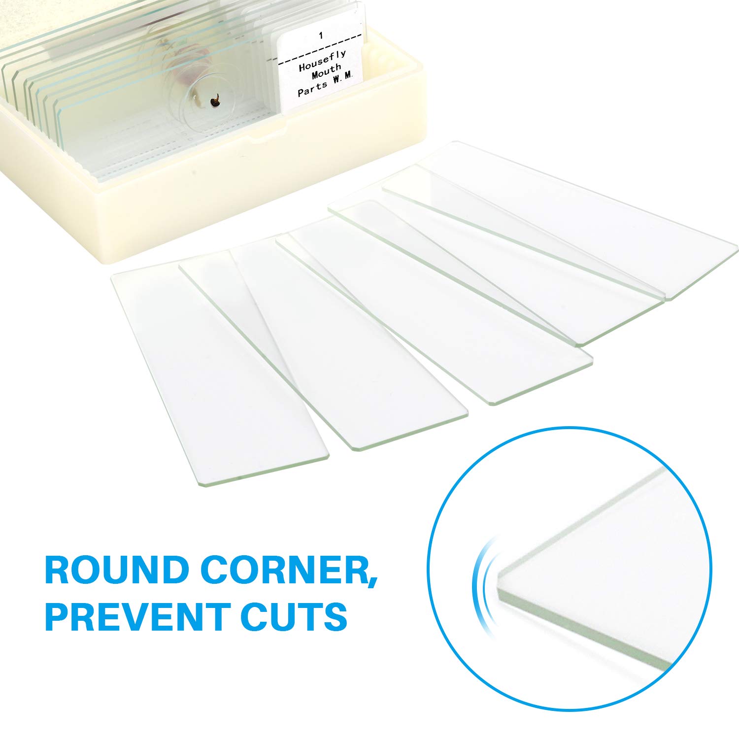 Glass 12pcs Onion Meiosis Prepared Botany Slides For School Research