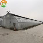 Agricultural Light-Sensitive Greenhouse The Perfect Solution for Mushroom