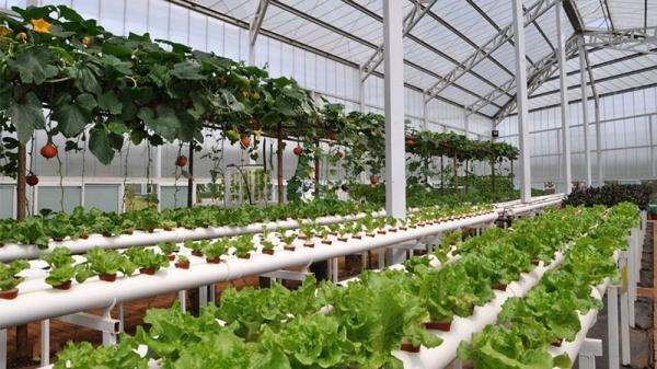Greenhouse Netting Anti Fly Insect Net For Vegetable Gardens