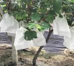 Durable Fruit Plant Protection Bag Nonwoven Biodegradable Fabric