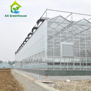 China 12m Width Agricultural Glass Greenhouse Residential Hydroponic Strawberry Greenhouse wholesale