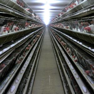 China 3 Tiers Hot Dipped Galvanized Chicken Cage With Automatic Feed wholesale