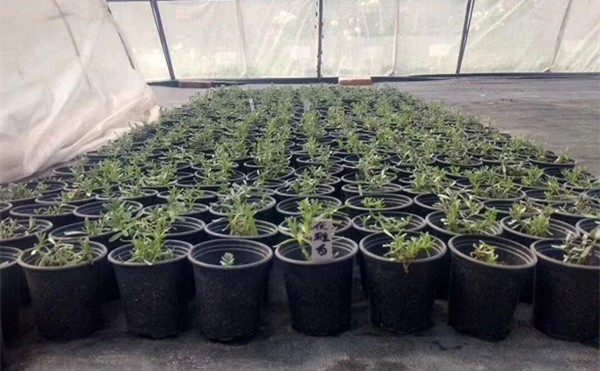 Pergola Hard Plastic 2 Gallon Plant Pots 21cm Height Outdoor Planter