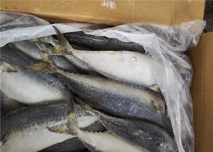 China 90g BQF Freezing 100% Net Weight Fresh Frozen Mackerel wholesale