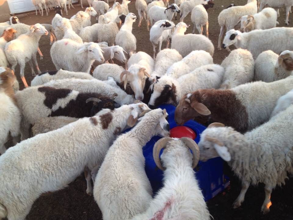 Plastic Thermo Four Hole Drinking Trough 1.5m For Sheep