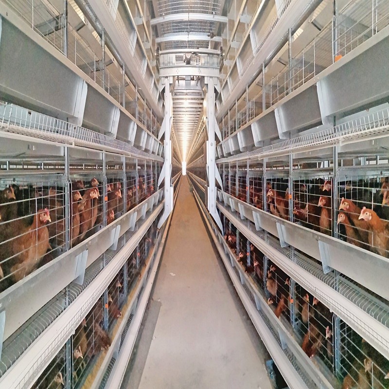 H Type Automatic Battery Layer Chicken Cages 6Tiers Poultry Farm Equipment