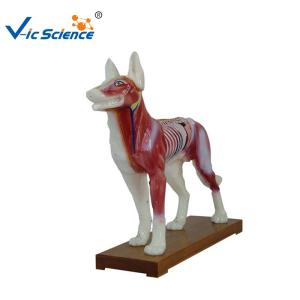 China 66x64x35cm Animal Acupuncture Model wholesale