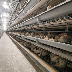 China Q235 Poultry Farm Cage wholesale