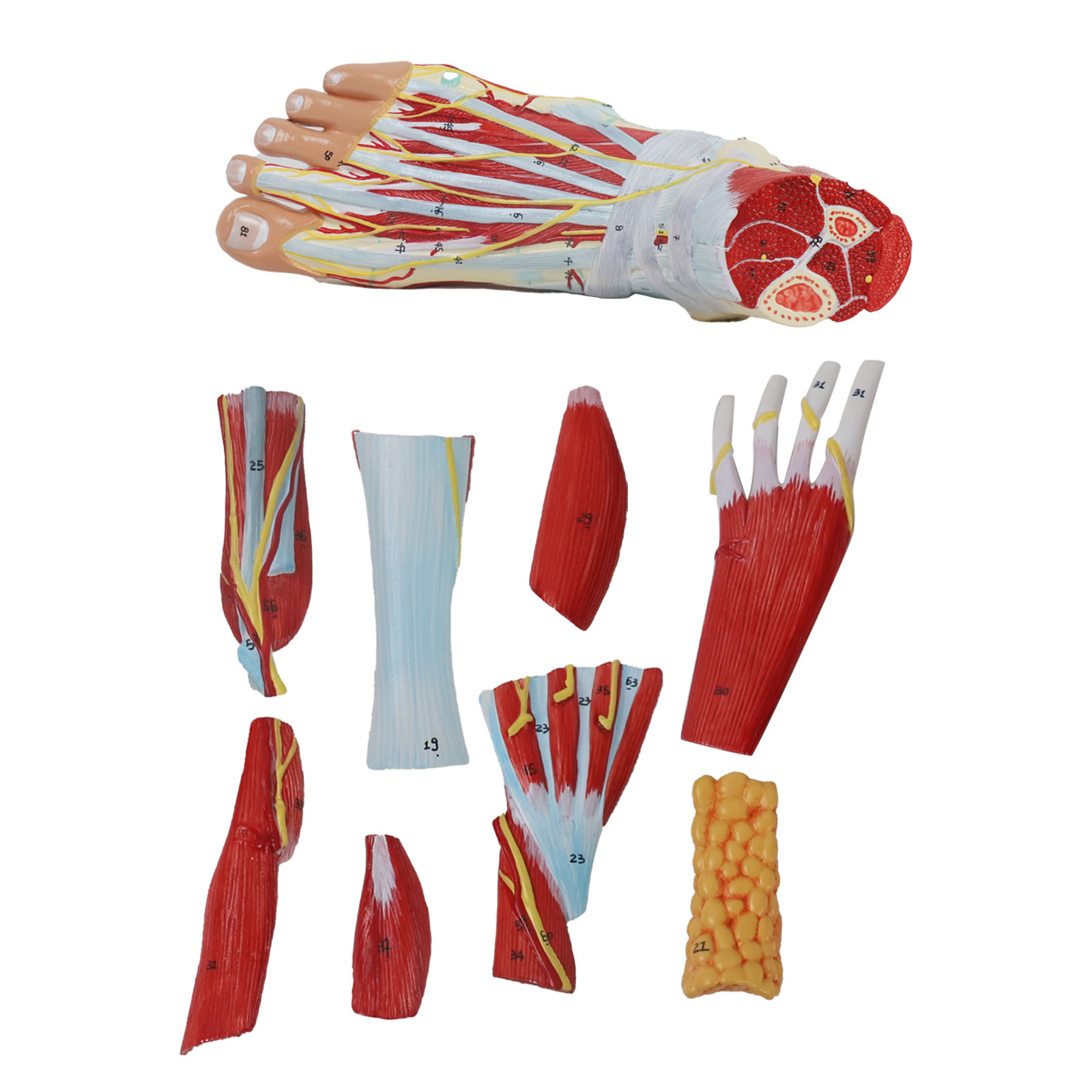 Life size Anotomy Didactic Research Medical School Campus Hospital Rehabilitation Treatment After Surgery Foot Ankle Model
