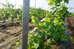 Q235 Steel Wine Garden Orchard Trellis Systems Metal Plant Stakes For Outdoor