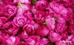 Dried Rose Buds Flower Fruit Tea Flavored Tea For Regulating Menstruation