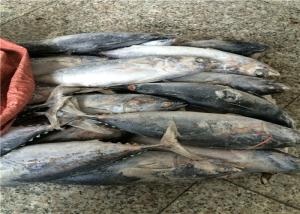 China 3ppm Histamine Seafrozen 500g 700g Fresh Bonito Tuna wholesale