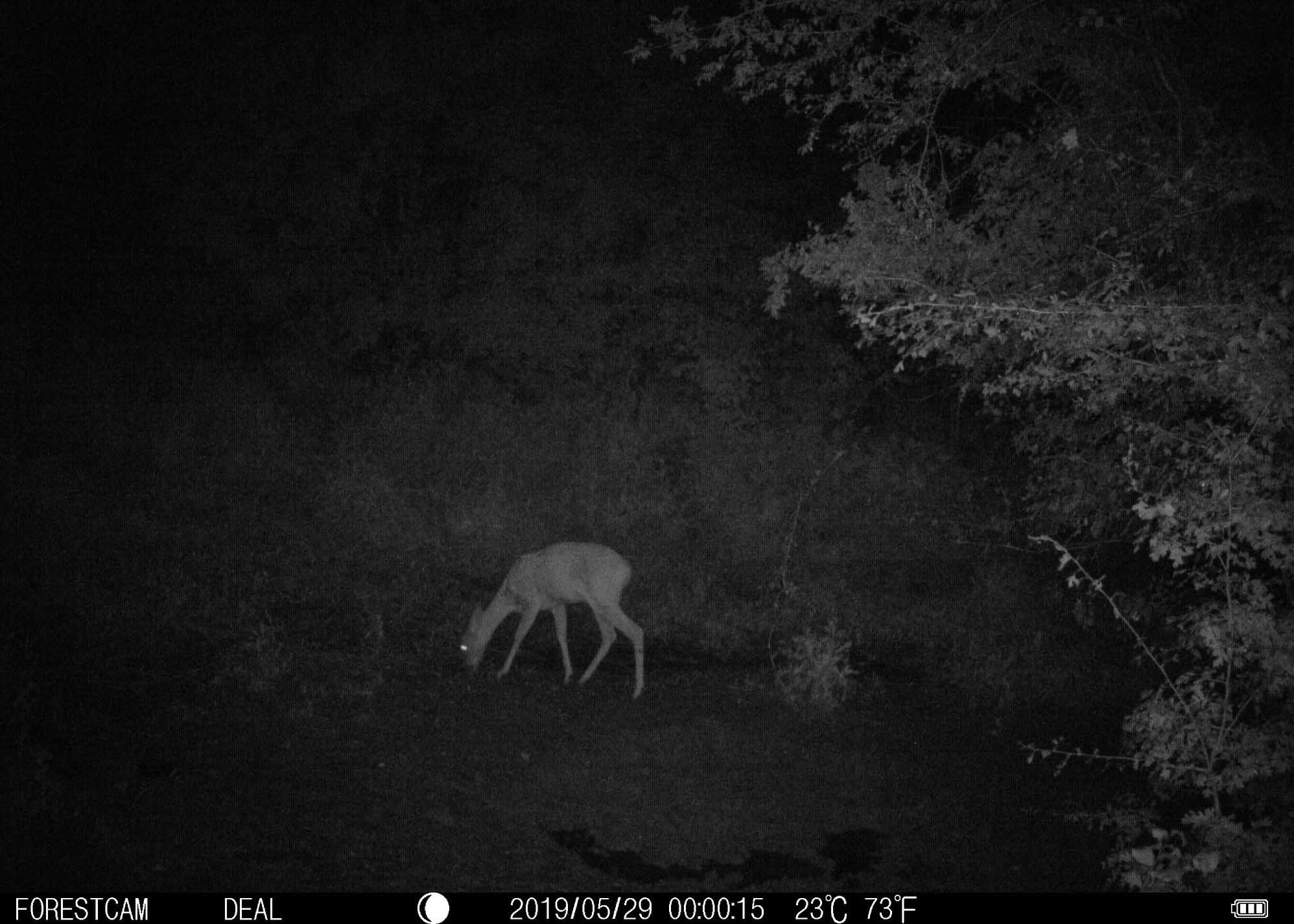 SMS Remote Control Wireless Hunting Trail Cameras Browning Wireless Trail Camera