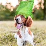certified compostable dog waste bags with easy-tie handles