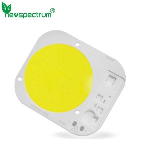 China 240V COB LED SMD Energy Efficient wholesale