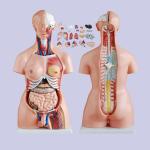 Medical Education 85cm Torso Anatomy Model With 23 Parts