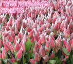 Mesh Packaging Sleeves White PE Extruded Rose Protection Bud Net