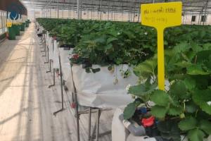 China Indoor Strawberry Growing Troughs Greenhouse PVC Hydroponic Gully Vertical Farming System wholesale