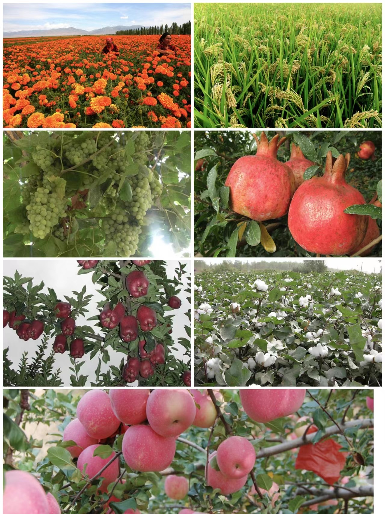 Organic Soil Conditioner Blended Fertilizer Humic Amino Acid Shiny Ball
