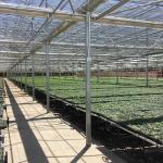 Multi Span Polytene Film Agricultural Greenhouse with Automatic Controlling