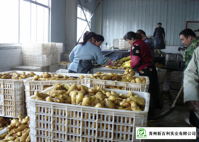 Mature Organic Fresh Ginger , Wholesale Premium Grade Air Dried Ginger