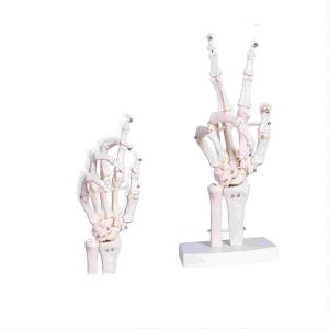 China Human Life Size 3d Hand Skeleton Mode Flexible For Medical Demonstration wholesale