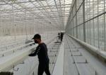Daman Venlo Glass Greenhouse Mass Planting Of Tomatoes Hot Dip Galvanized