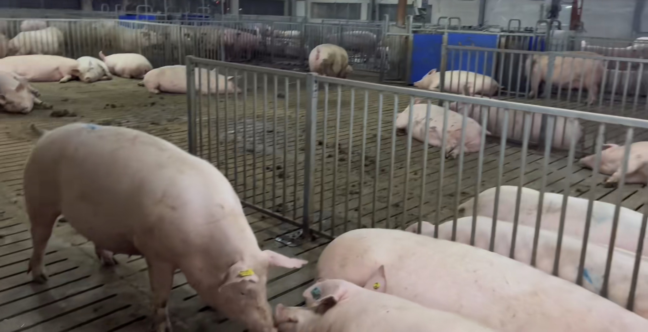Hot Dip Galvanized Steel Back Up Gestation Pens For Sows