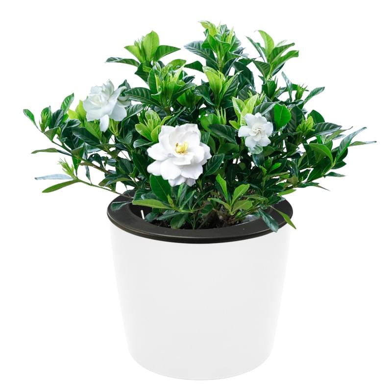 Durable Plastic Round Height 15.5cm Self Watering Houseplant Pots