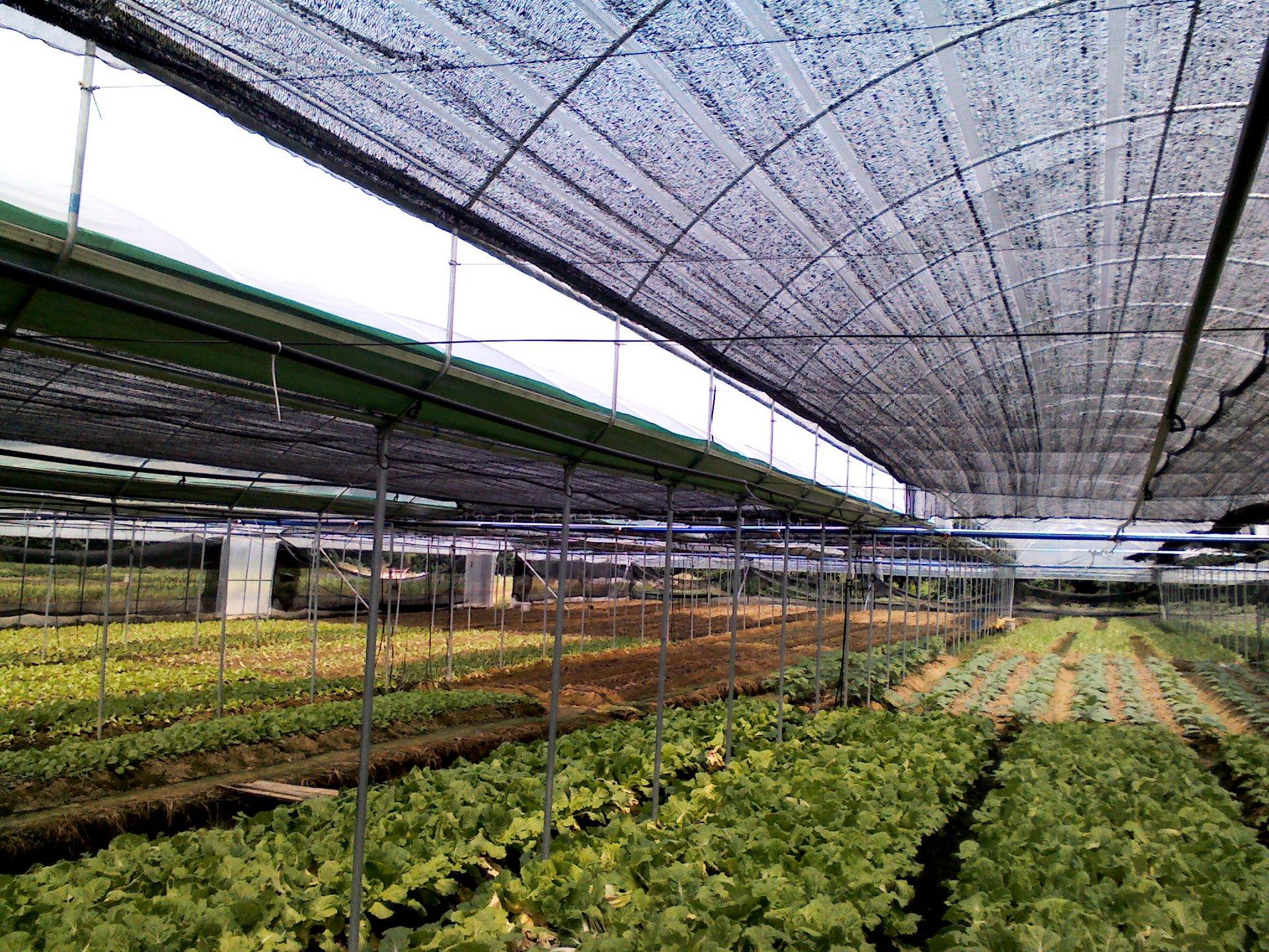 100% HDPE Sun Shade Netting 30gsm 6m Width Plastic For Agriculture