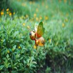 IP44 Metal Butterfly Solar Garden Ornaments Plug In LED Lamp