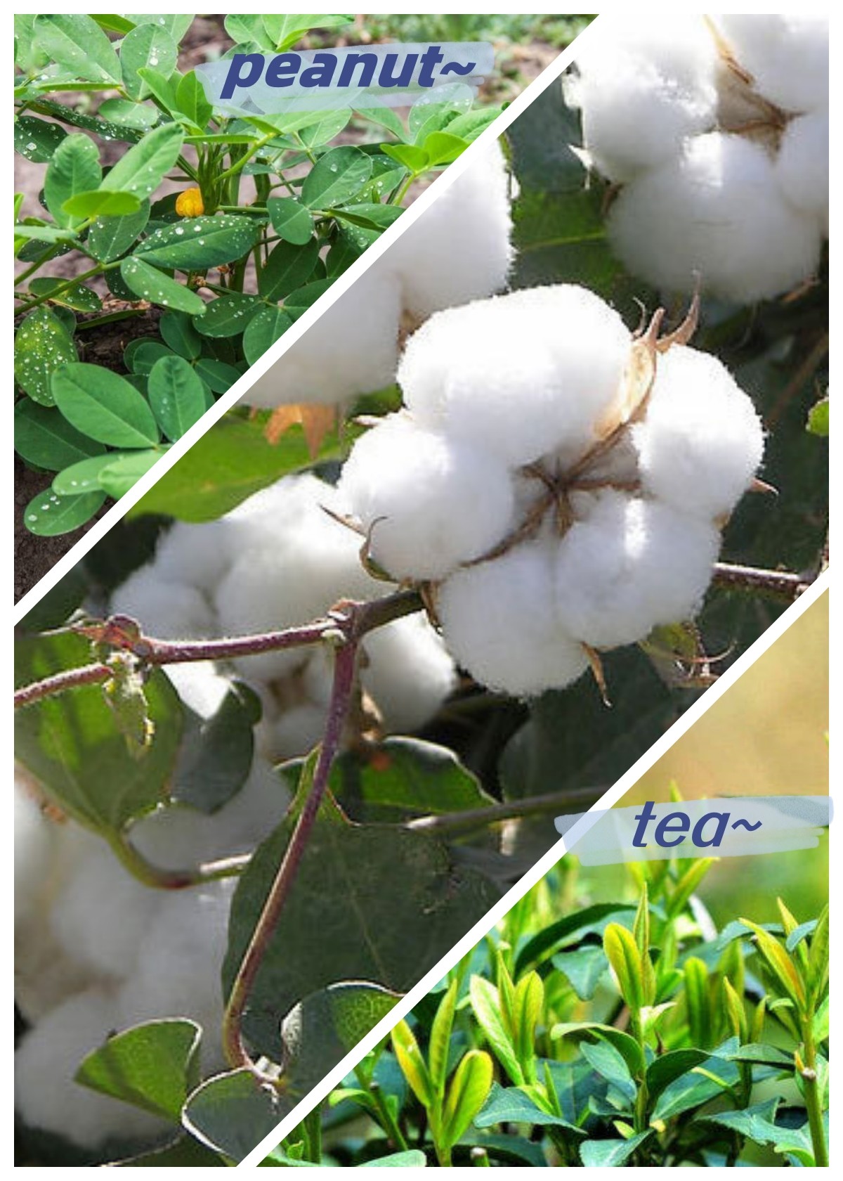 Organic Soil Conditioner Fertilizer For Plants And Crops