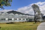 Large Size Glass Multi Span Greenhouse Structure Agricultural Tomato Farming