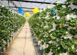 Automated Vertical Nft System For Vegetables Irrigation Hydroponics Eqiupment