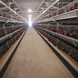 China 380/220V Layer Farming Cage , Q235 Chicken Laying Eggs Cage wholesale