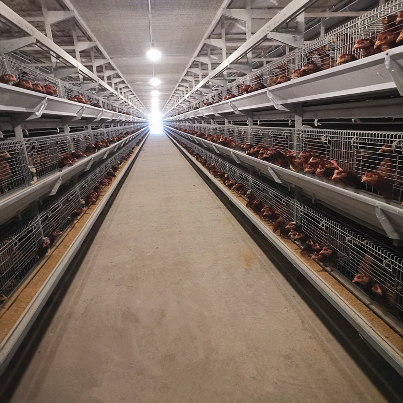 Durable Large Battery Chicken Cage Easy To Clean Layer Galvanized Steel