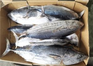 China Whole Round Frozen Skipjack Tuna wholesale
